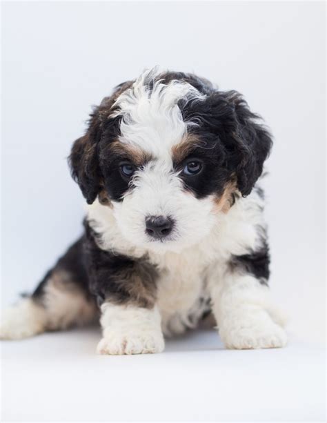  For first-time owners, Bernedoodles can provide a perfect balance of fun and companionship while also being relatively low-maintenance and easy to care for